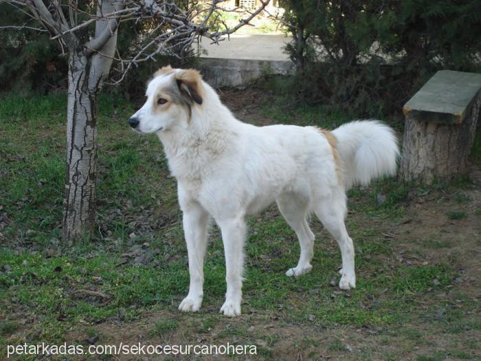 cesur Erkek Collie