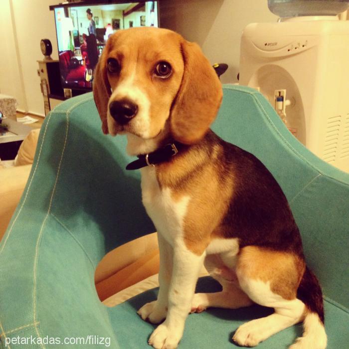 coni Erkek Beagle