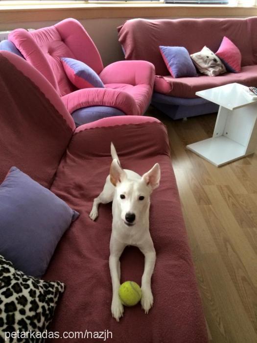 happy Dişi Jack Russell Terrier