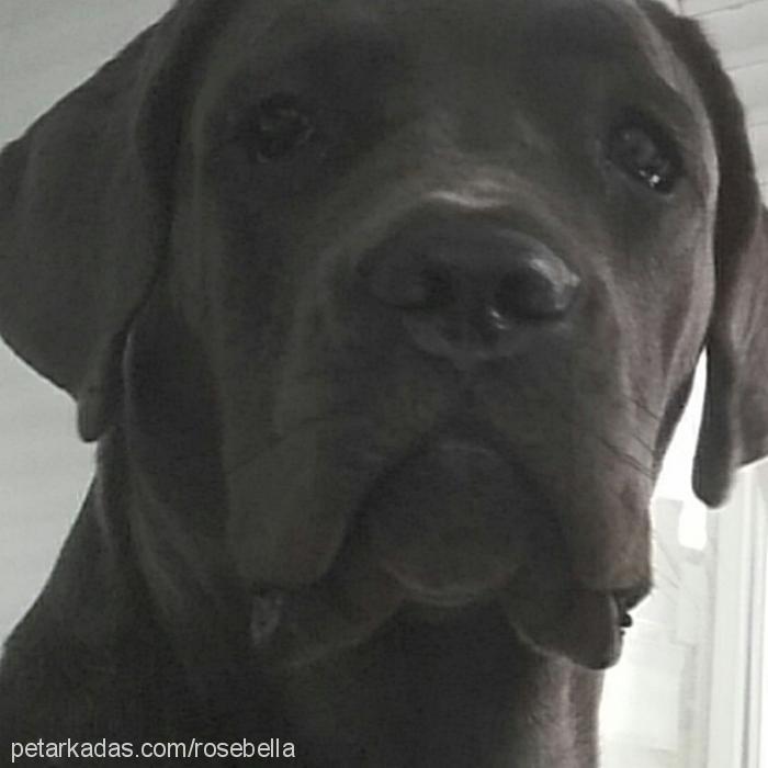 rosebella Dişi Cane Corso Italiano