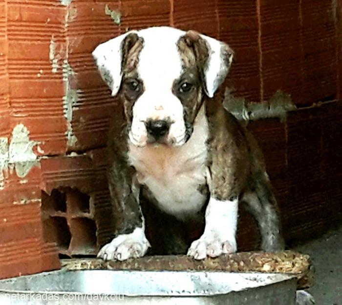 akide Dişi Amerikan Staffordshire Terrier