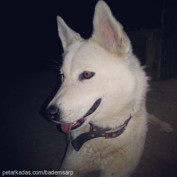 badem Dişi Sibirya Kurdu (Husky)