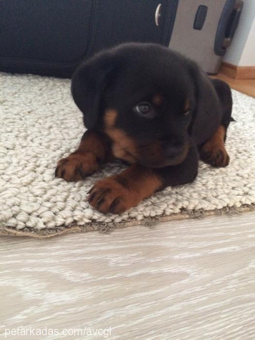 karmen Dişi Rottweiler