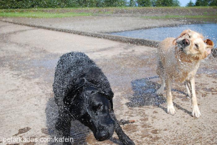 zeytin Dişi Labrador Retriever