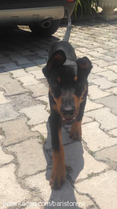 hera Dişi Doberman Pinscher