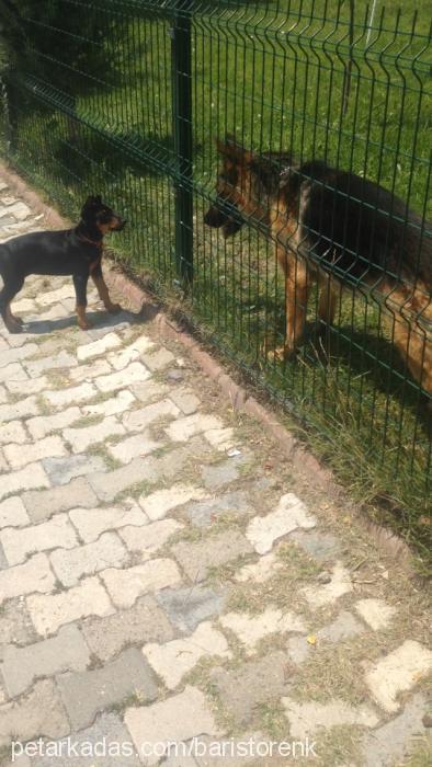 hera Dişi Doberman Pinscher