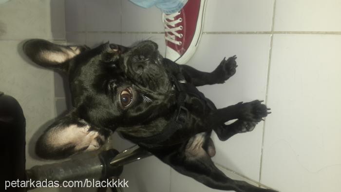 black Erkek Fransız Bulldog