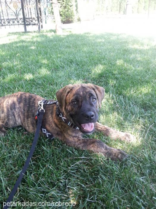 dante Erkek Mastiff