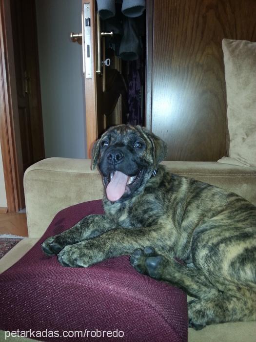 dante Erkek Mastiff