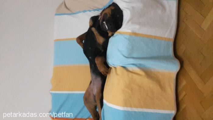 bambam Dişi Rottweiler