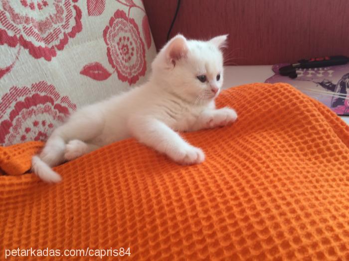 çakıl Dişi British Shorthair