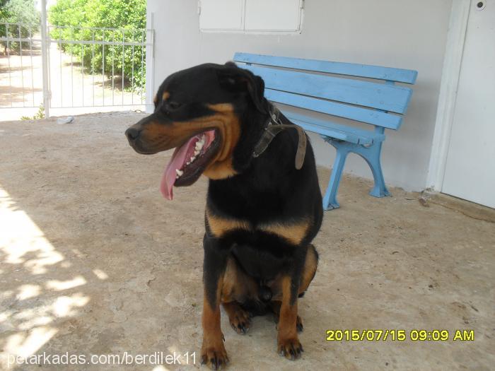 oris Erkek Rottweiler