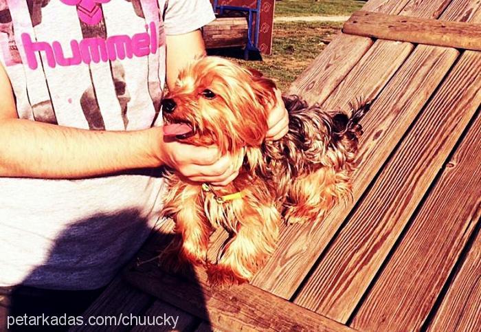 chucky Erkek Yorkshire Terrier