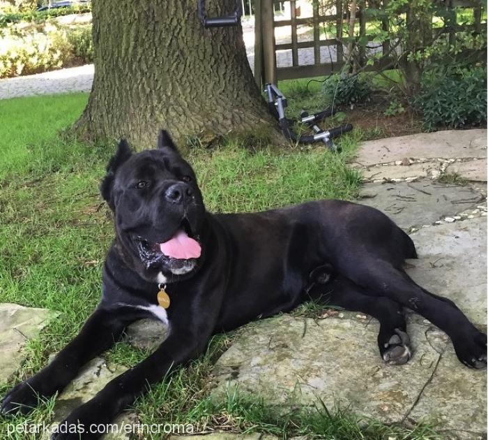 roma Erkek Cane Corso Italiano