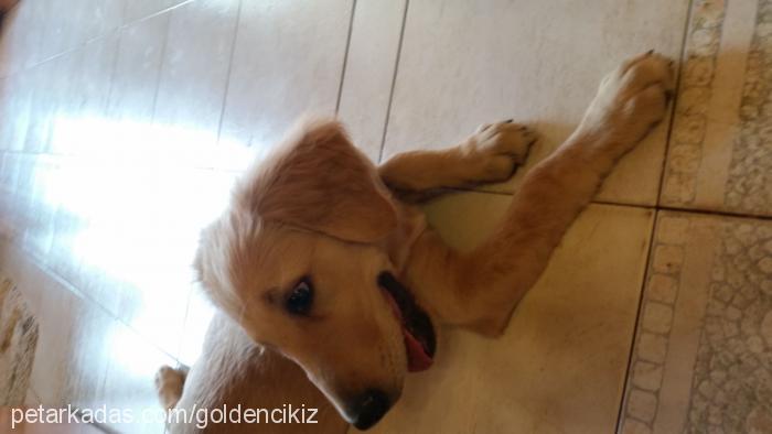 paşa Erkek Golden Retriever