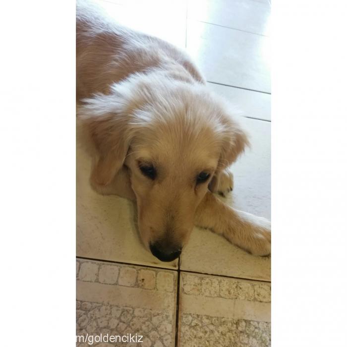 paşa Erkek Golden Retriever