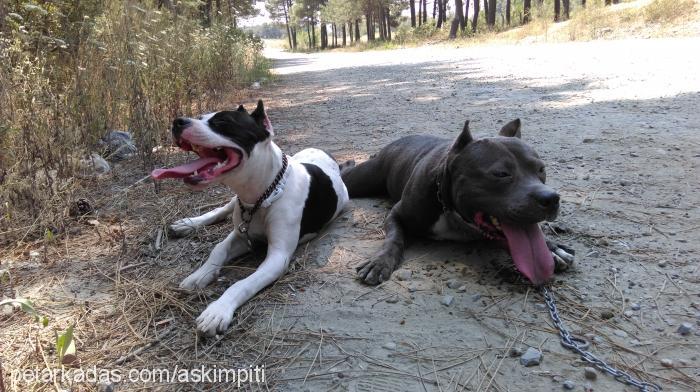 zeus Erkek Amerikan Pitbull Terrier