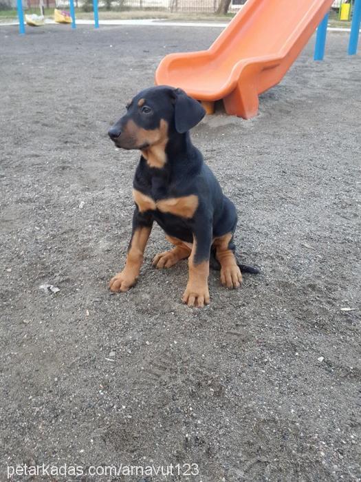 roza Dişi Doberman Pinscher