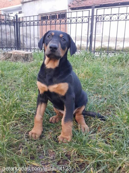 roza Dişi Doberman Pinscher