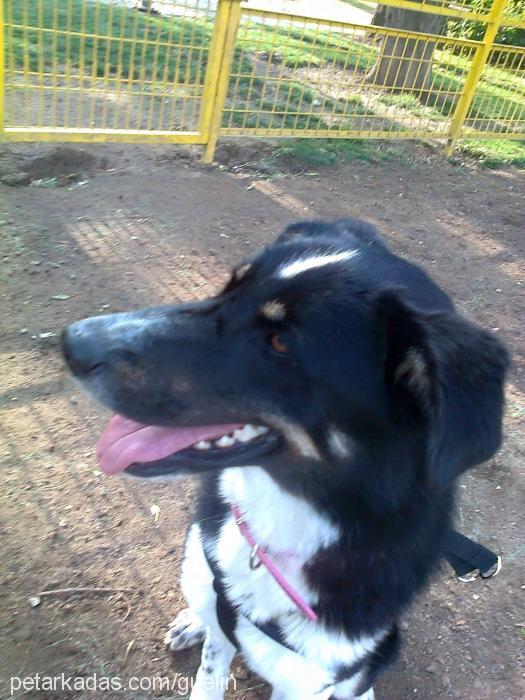 elsa Dişi Border Collie