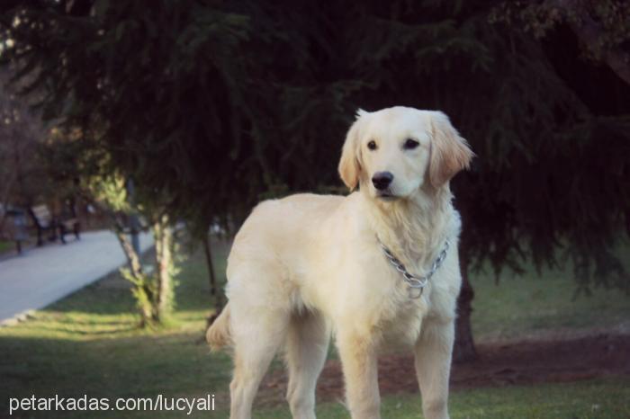 lucy Dişi Golden Retriever