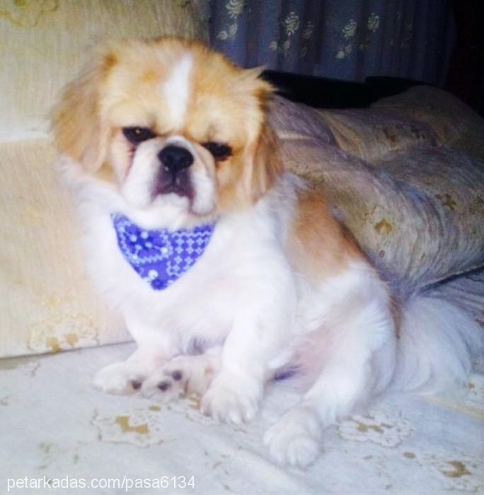 paşa Erkek Pekingese