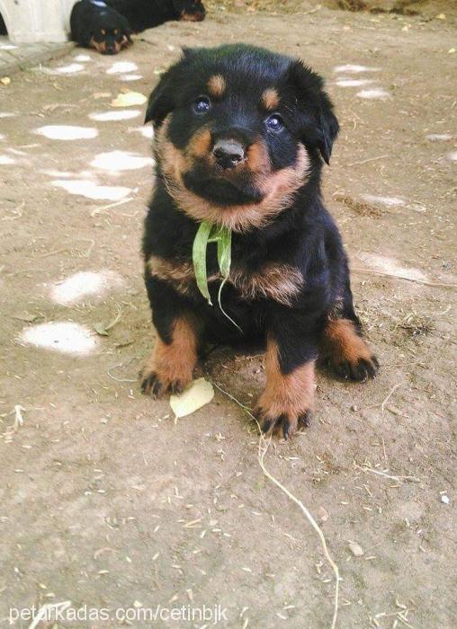 alfa Erkek Rottweiler