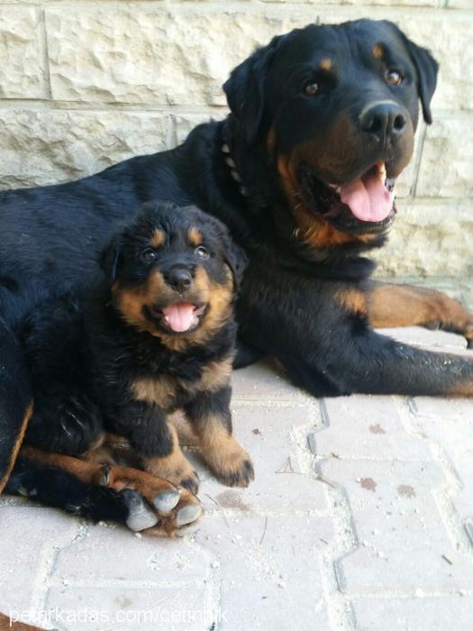 alfa Erkek Rottweiler