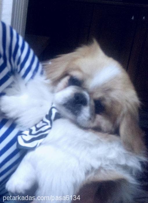 paşa Erkek Pekingese