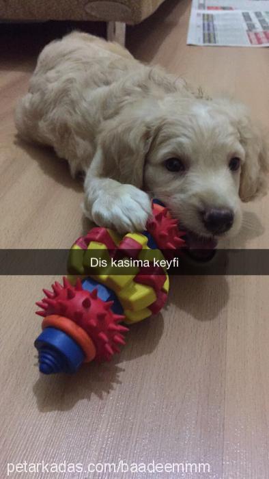 badem Erkek Golden Retriever