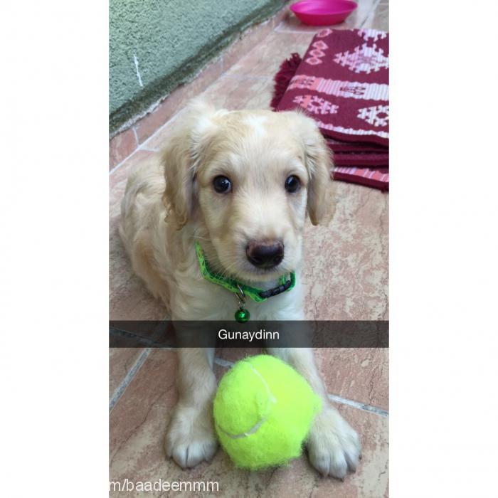 badem Erkek Golden Retriever