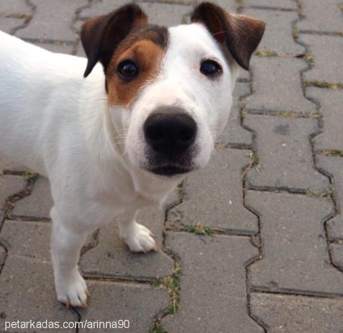 jack Erkek Jack Russell Terrier