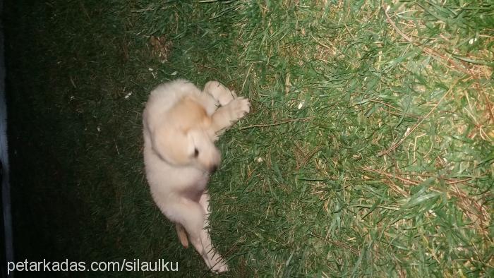 şila Dişi Golden Retriever