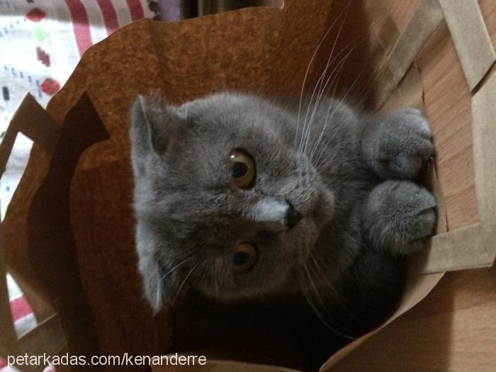 safir Dişi Scottish Fold