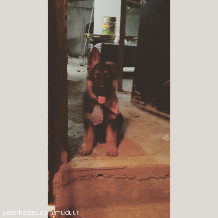 müdür Erkek Alman Çoban Köpeği