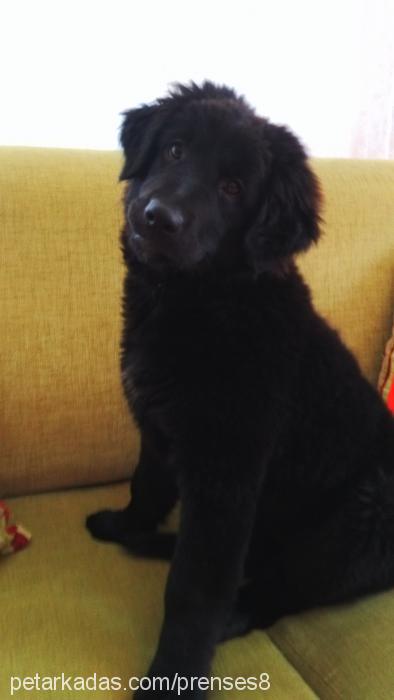 zeytin Dişi Labrador Retriever