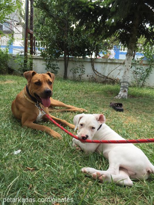 giaateş Dişi Amerikan Pitbull Terrier