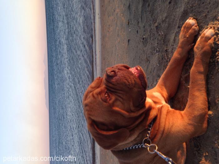 çiko Erkek Fransız Mastiff