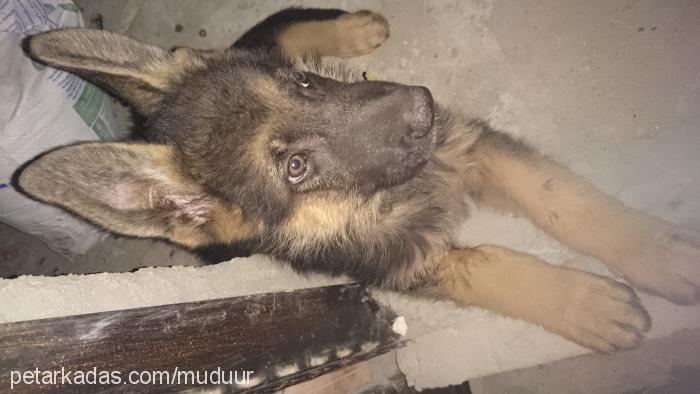 müdür Erkek Alman Çoban Köpeği