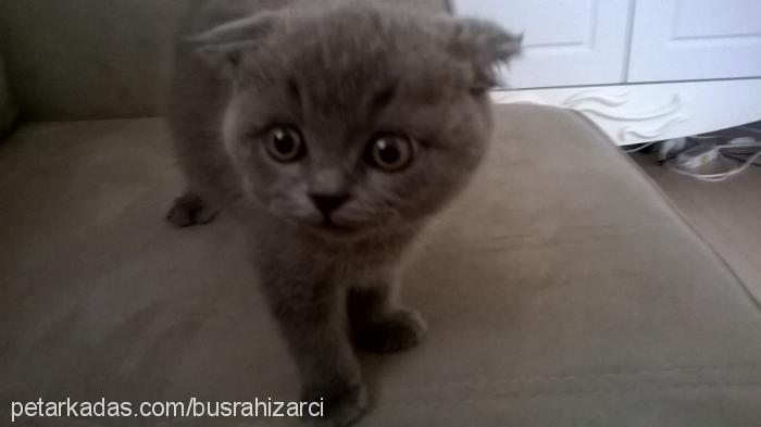 lala Dişi Scottish Fold