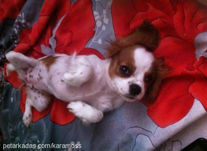 karamel Dişi Cavalier King Charles Spanieli