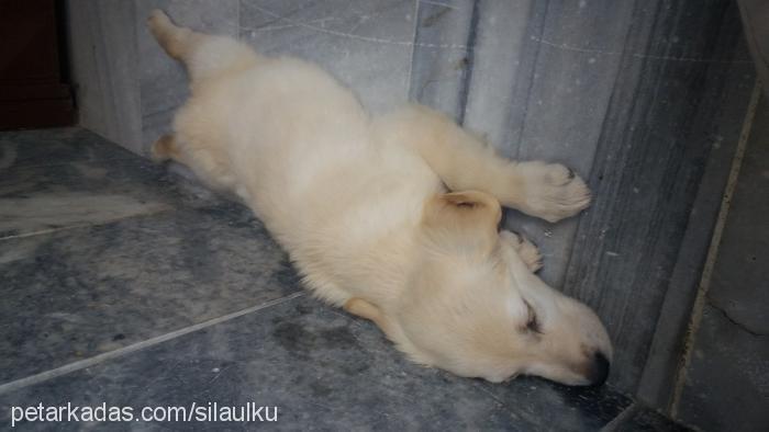 şila Dişi Golden Retriever