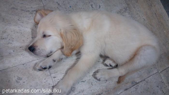 şila Dişi Golden Retriever