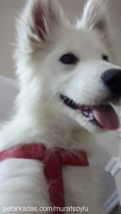 cindy Dişi Samoyed