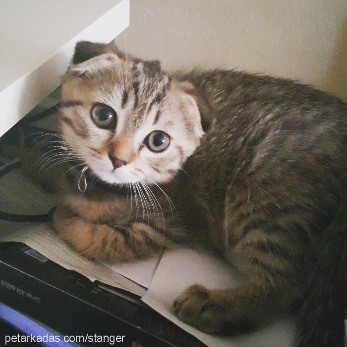 bal Dişi Scottish Fold