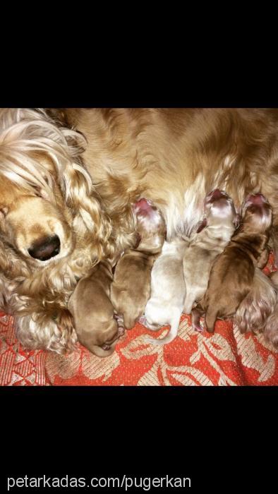 cookie Dişi Amerikan Cocker Spaniel