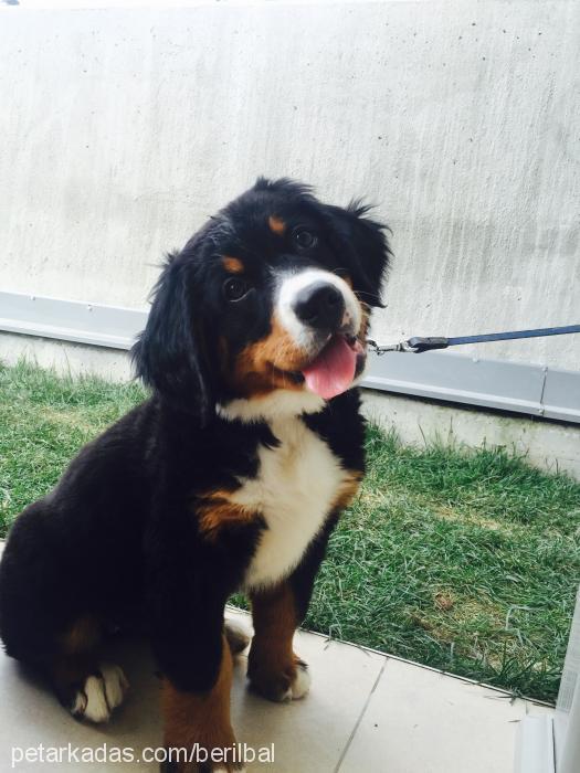 barnie Dişi Bernese Dağ Köpeği