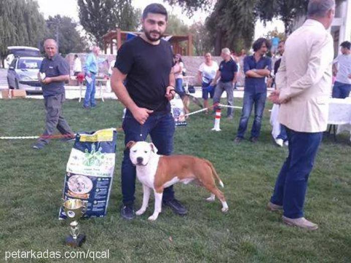 pina Dişi Amerikan Staffordshire Terrier