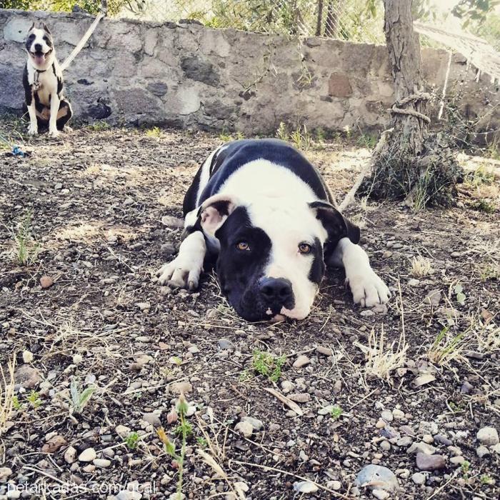 pina Dişi Amerikan Staffordshire Terrier