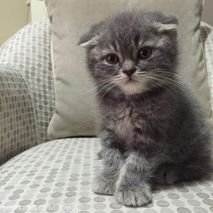 Çapkın Erkek Scottish Fold